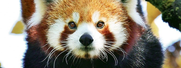 Red panda at Hellabrunn.