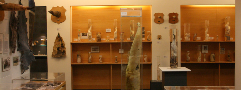 Phalli of all shapes and sizes are displayed at the museum.