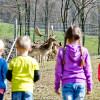 Watch the fallow deer up close at the game preserve.