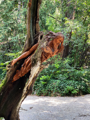 Along the paths hide numerous wooden sculptures that make the park seem even more magical.