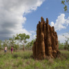 Termite Mounds, Kakadu National Park