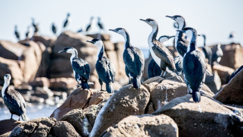 Cormorants, Kangaroo Island, SA 2014