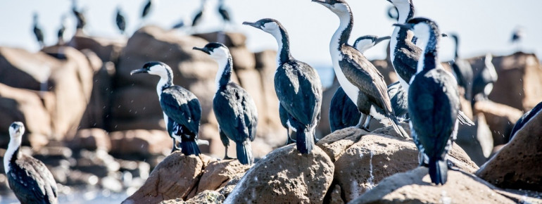 Cormorants, Kangaroo Island, SA 2014