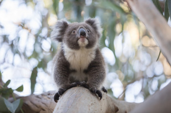 Koala, Kangaroo Island, SA 2014
