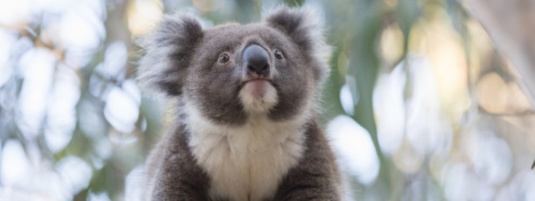 Koala, Kangaroo Island, SA 2014