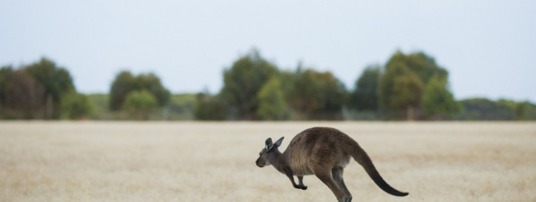 Wallaby, Kangaroo Island, SA 2014