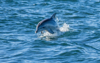 Dolphin, Kangaroo Island, SA 2014