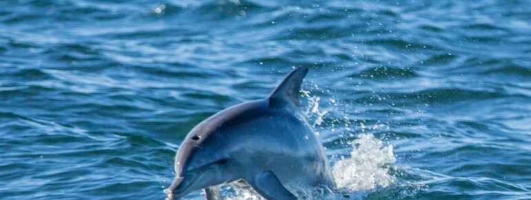 Dolphin, Kangaroo Island, SA 2014
