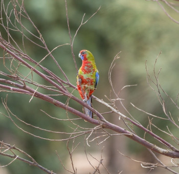 Parrot Sitting in the Tree, Kangaroo Island, SA 2014