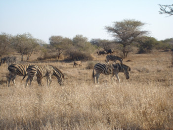 Watch zebras and many other animals.