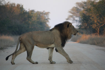 It is not too rare for a lion to cross your path as you drive through Kruger National Park.