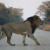 It is not too rare for a lion to cross your path as you drive through Kruger National Park.