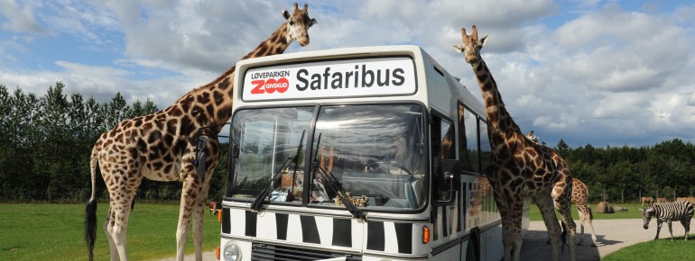 At Givskud Zoo, visitors can get very close to giraffes - whether in a safari bus or in their own car.