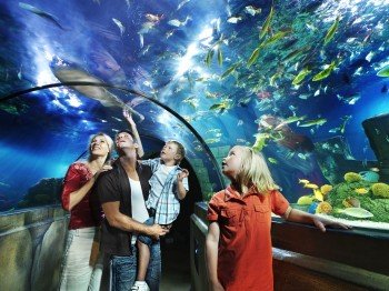 A 8 metre long glass tunnel leads you through Atlantis.