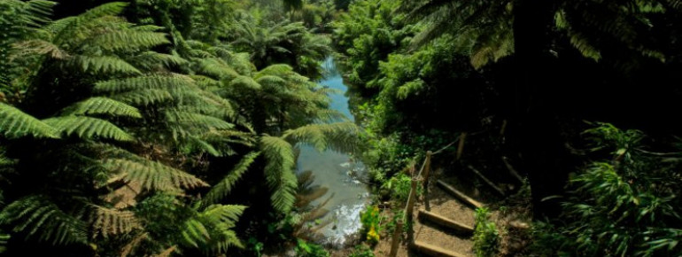 The Jungle is filled with exotic plants.