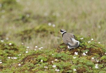 The great ringed plover is one of the mudflat inhabitants.