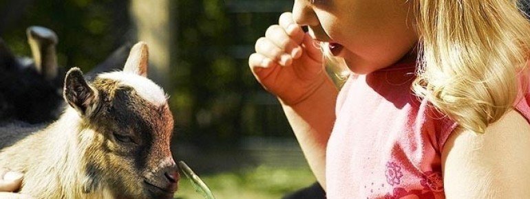 A baby goat at the petting zoo.
