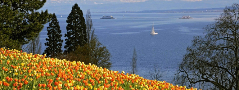 The tulips in full bloom.