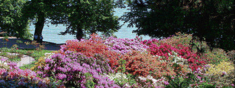 Rhododendron blossom