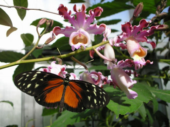 Butterfly house.