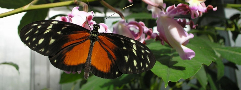 Butterfly house.