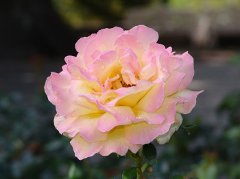 Rose Queen Gloria Dei