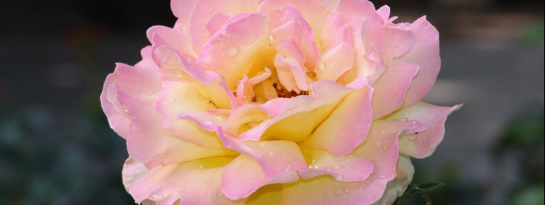 Rose Queen Gloria Dei