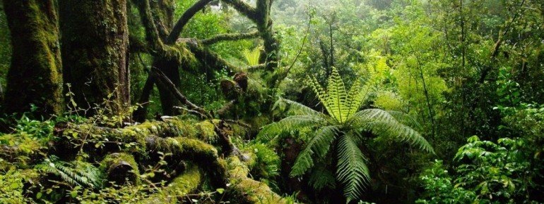 Rainforest at Milford Sound