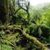Rainforest at Milford Sound
