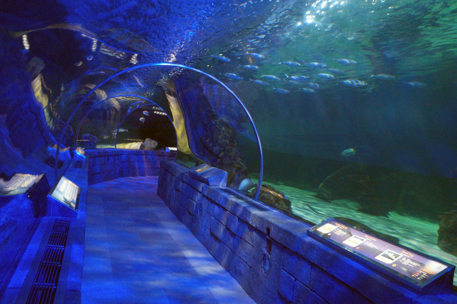 SEA LIFE Minnesota Aquarium Admission at the Mall of America 2023 -  Bloomington