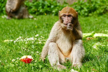 The monkeys represent a valuable reserve population for the wild populations in North Africa.
