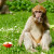 The monkeys represent a valuable reserve population for the wild populations in North Africa.