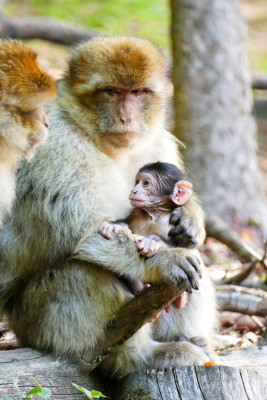 Barbary macaques are a highly endangered macaque species.