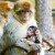 Barbary macaques are a highly endangered macaque species.