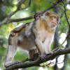 More than 200 Barbary macaques live on the Montagne des Singes near Kintzheim.