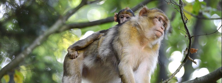 More than 200 Barbary macaques live on the Montagne des Singes near Kintzheim.