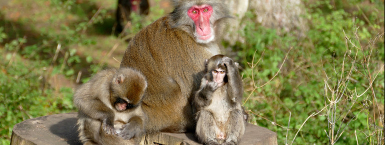 Monkey Mountain Landskron • Tourist Attraction Landskron