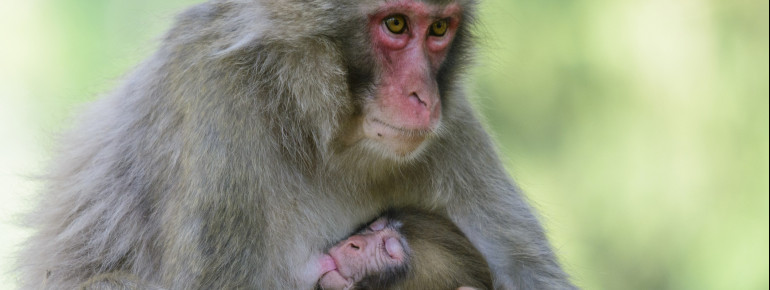 The Japanese macaques are also called snow monkeys.