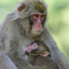 The Japanese macaques are also called snow monkeys.