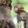 The monkey mountain Landskron is home to about 160 Japanese macaques.