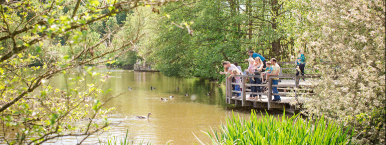 Water birds such as swans and ducks can be observed at the pond.