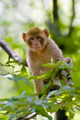 The primates originally come from Morocco and Algeria.