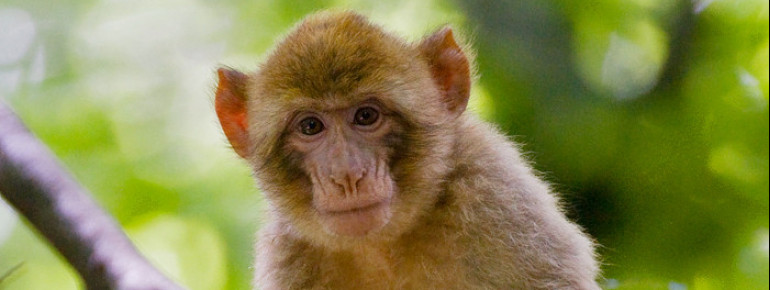The primates originally come from Morocco and Algeria.