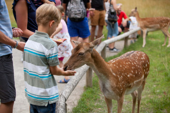 There are also fallow deer at Salem Zoo.