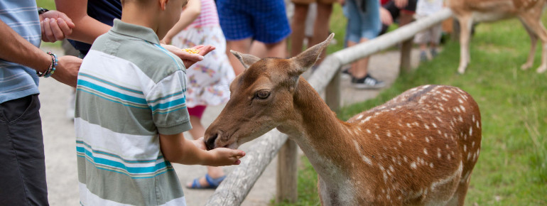There are also fallow deer at Salem Zoo.