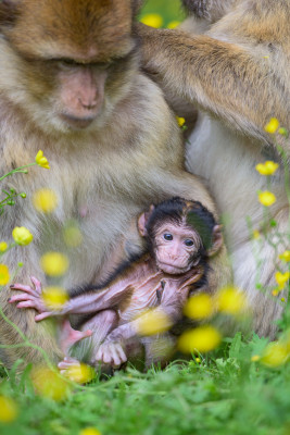 The free-living conspecifics of the Barbary macaques are highly endangered.