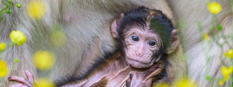 The free-living conspecifics of the Barbary macaques are highly endangered.