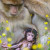 The free-living conspecifics of the Barbary macaques are highly endangered.