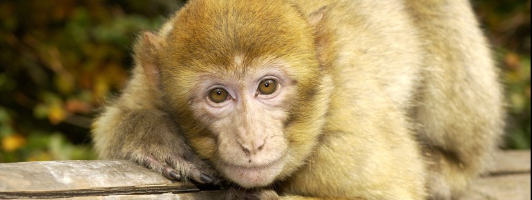 More than 200 Barbary macaques live on the Salem Monkey Mountain.