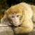 More than 200 Barbary macaques live on the Salem Monkey Mountain.